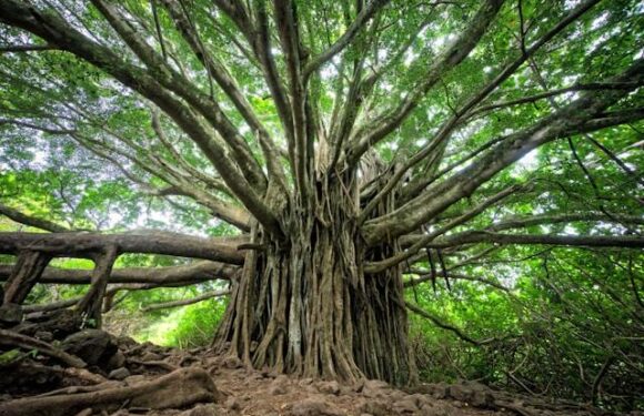Why You Need A Residential Tree Company For Tree Service