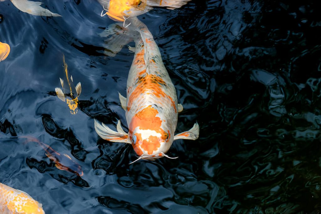 Why are my Koi Fish Breathless and at The Surface of water? pond air pumps