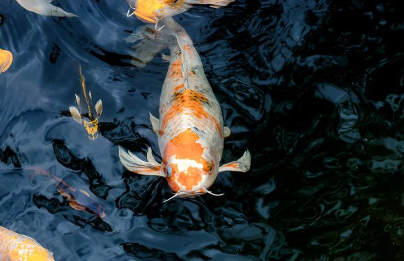 Why are my Koi Fish Breathless and at The Surface of water?