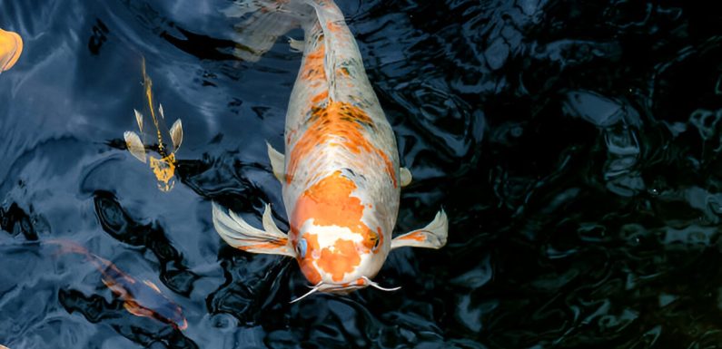Why are my Koi Fish Breathless and at The Surface of water?